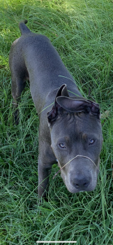 Banx, American Staffordshire Terrier