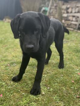 MAX, Labrador Retriever