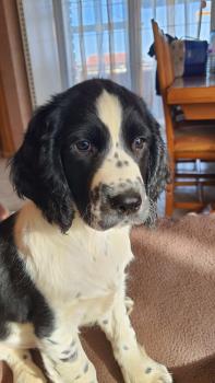 Ramsès des Diamants Verts, Springer spaniel inglés