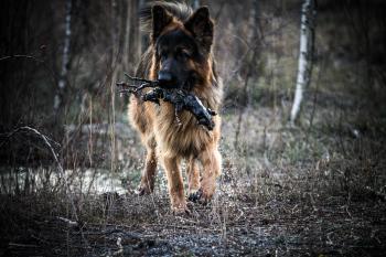 Sam des coteaux d'Aaz, Perro Pastor Alemán