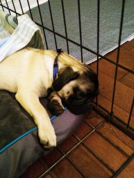 Max, Carlino