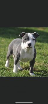 Rhiley, Staffordshire Bull Terrier