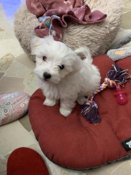 Tequila, Maltese