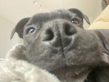 R’Bounty, Staffordshire Bull Terrier