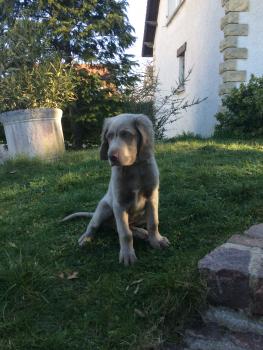 RIO, Braco De Weimar (De Pelo Corto - Suave)