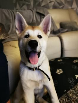 Akira, Akita Inu