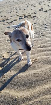 Lili, Parson Jack Russell Terrier (De Pelaje Corto - Suave)
