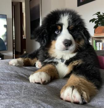 Mango, Boyero De Berna
