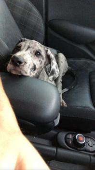 Perrita, Gran Danés