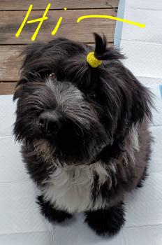 Flopsy, Terrier Tibetano