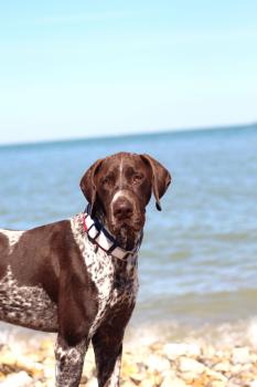 Penka lenka boy de la team braqu'os, Braco Alemán De Pelo Corto