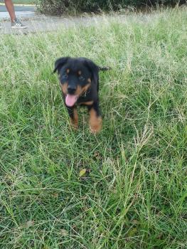 ROCKY, Rottweiler
