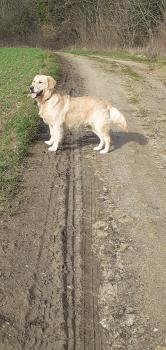 Simba, Golden Retriever