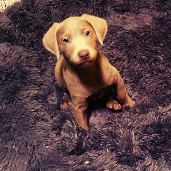 Mambo, Labrador Retriever