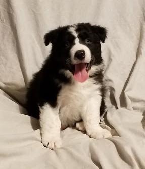 Jet, Border Collie