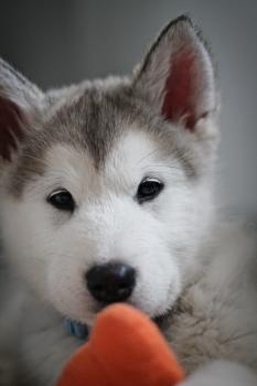 Shiva, Malamute