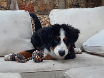 Timi de los Andes, Bovaro del bernese