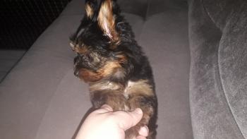 Jade, Yorkshire Terrier