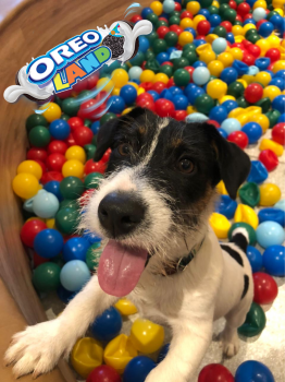 OREO, Parson Jack Russell Terrier (De Pelaje Corto - Suave)