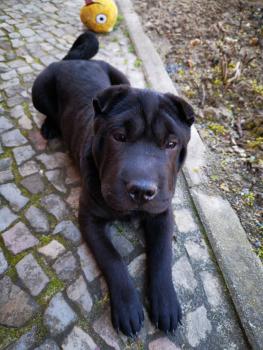 Helena, Shar Pei