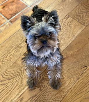 Ramsy, Yorkshire Terrier