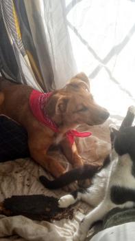LILOU, Autres Chiens
