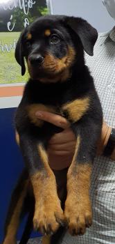 ZARAH, Rottweiler