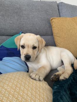 Simba, Labrador