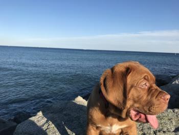 Lugh, Dogo De Burdeos