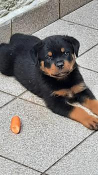 Drako, Rottweiler