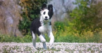 Aura, Border Collie