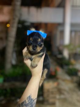 Max, Yorkshire Terrier