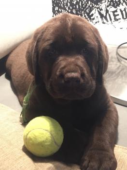 SCOTT, Labrador