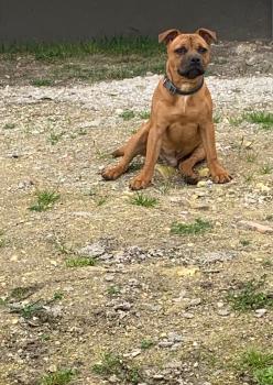 Rio, Staffordshire Bull Terrier