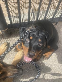 Freya, Rottweiler