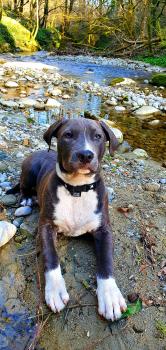 Rocky, American Staffordshire Terrier