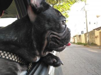 Ragnar, Bulldog Francés