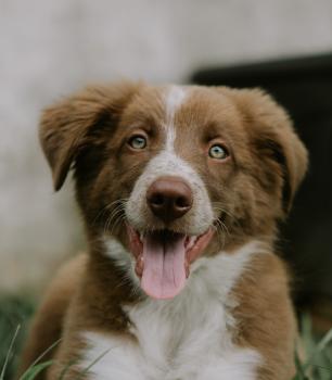 Batuta, Border Collie