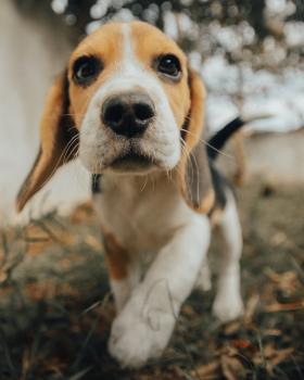 Maju, Beagle