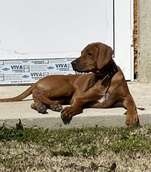 Ozz, Crestado Rodesiano