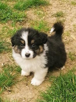 Ikki, Berger Australien