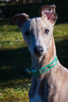 R'fakto, Whippet