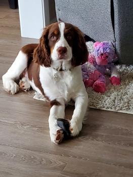 Maggie May, Springer spaniel inglés