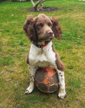 Bo, Springer Spaniel Inglese