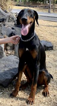 Ringo, Dóbermann