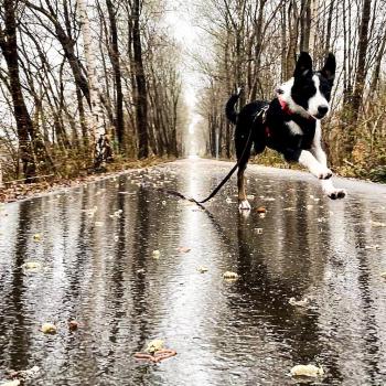 Tao, Border Collie