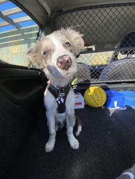 Artur, Border Collie