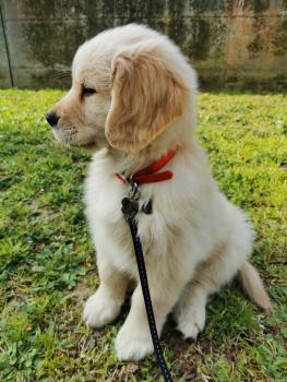 Gastone, Golden Retriever