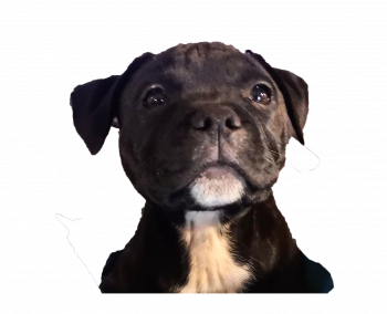 Romeo, Staffordshire Bull Terrier