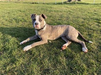 Beau, American Staffordshire Terrier